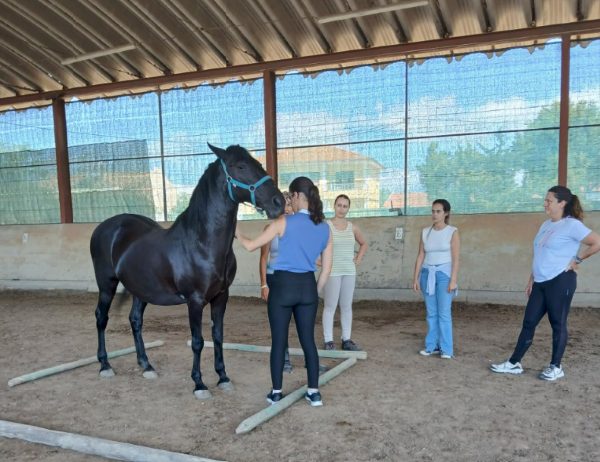 Terapia Assistida por Cavalos – Nível 2 | Formação Avançada para Profissionais